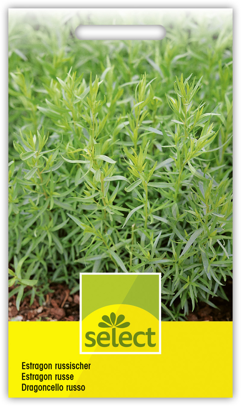 Estragon russe vivace – Garden Centre Andréfleurs Assens SA